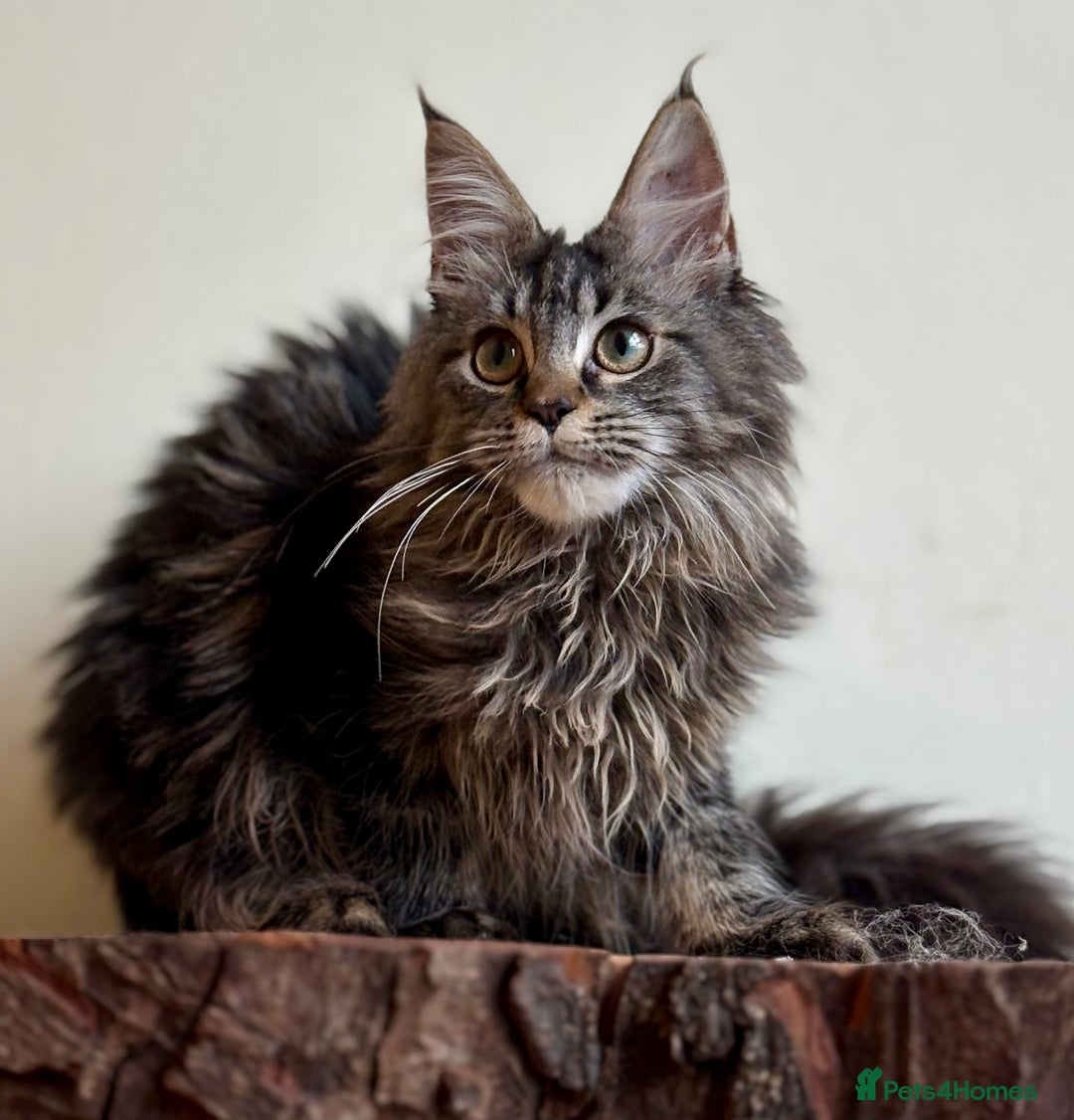 Maine Coon cats for sale: Beautiful pure bread maine coon kittens  - Image 21