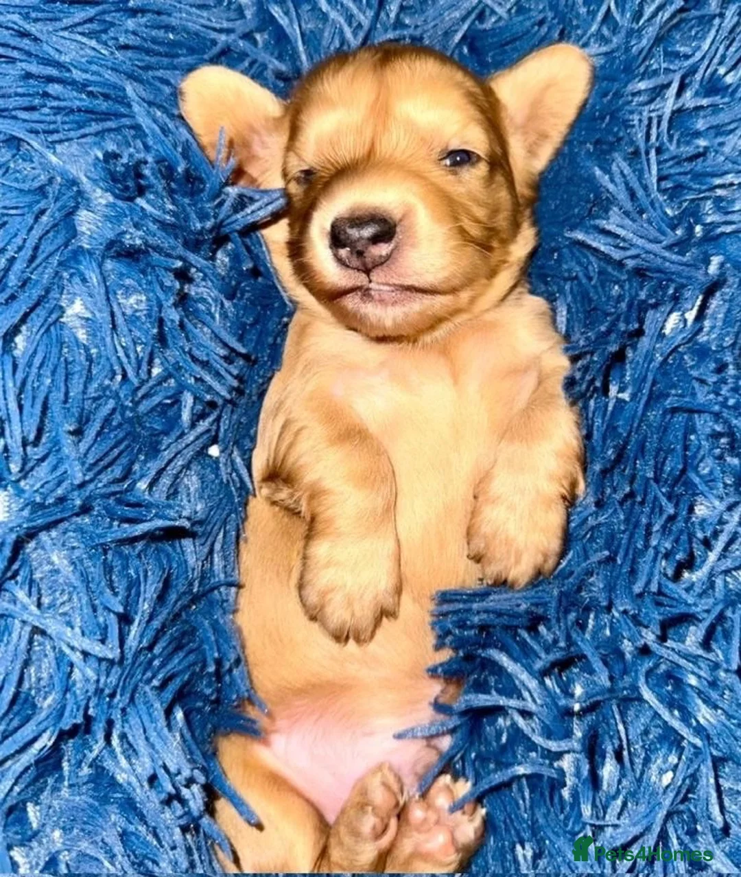 Miniature Dachshund dogs for sale: Long hair cream dachshund puppies for sale  - Advert 1