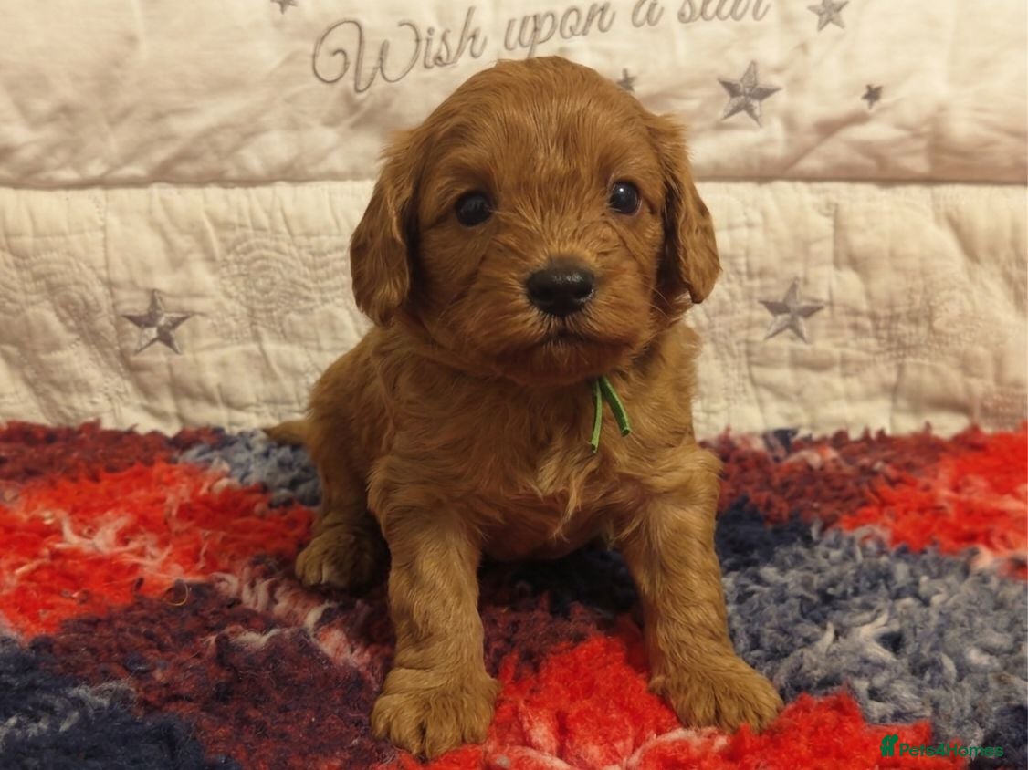Cavapoo dogs Gorgeous Cavapoo Boy & Girl Available  - Advert 2