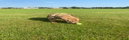 Mixed Breed dogs for sale: Ellie - Sharpei cross  - Advert 3