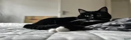 Domestic Shorthair cats for sale: Maja–4yo Cat Looking for an Elderly Companion - Advert 9