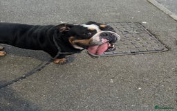 English Bulldog dogs for sale: English bulldog  - Image 1