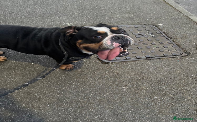 English Bulldog dogs - Advert 1