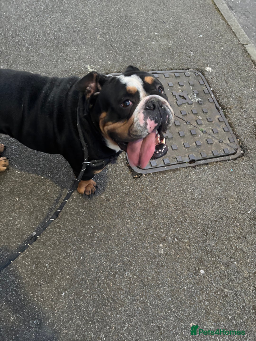 English Bulldog dogs for sale: English bulldog  - Image 1