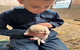 British Shorthair cats for sale: Beautiful litter of adorable kittens - Image 6