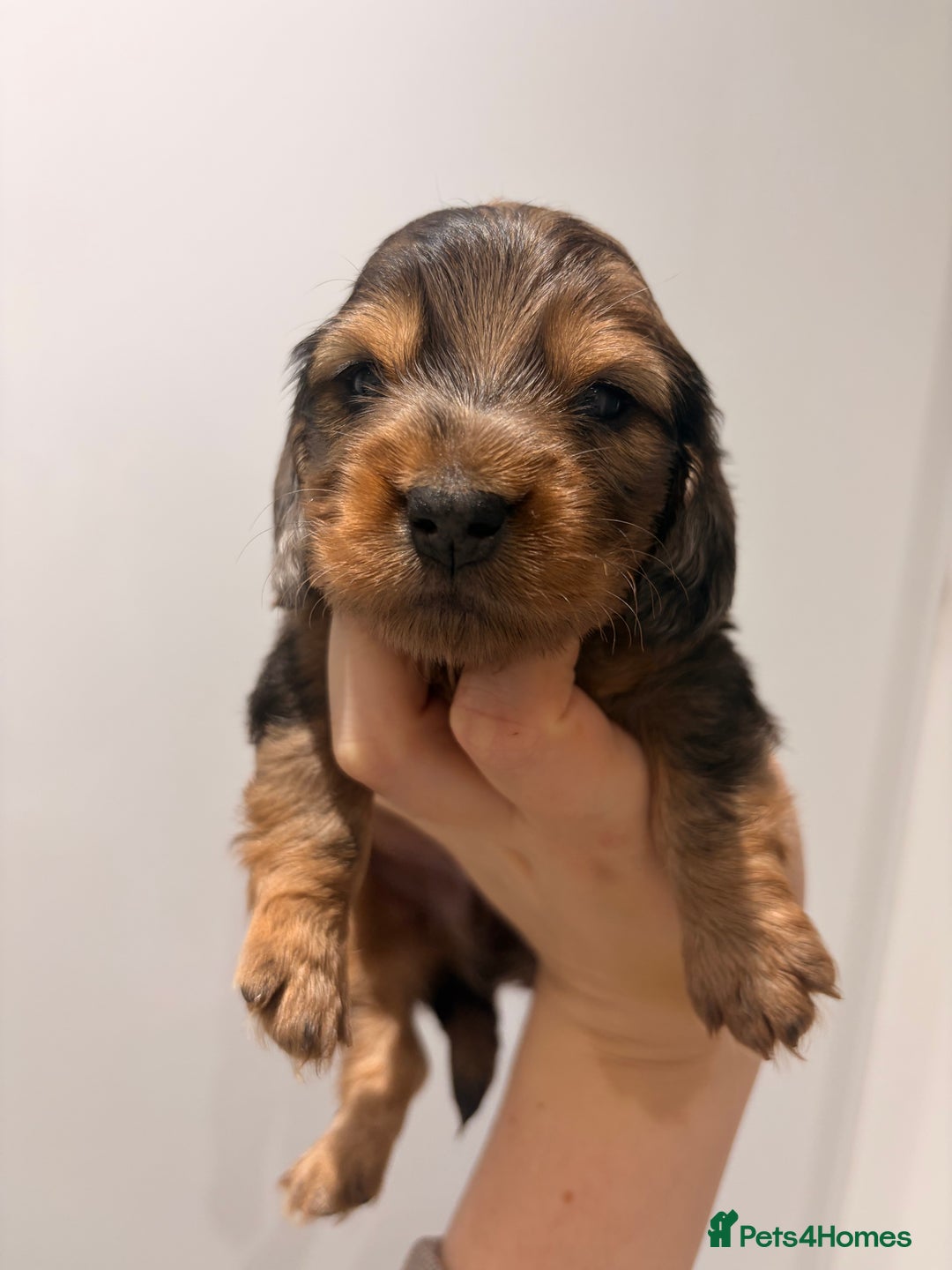 Miniature Dachshund dogs for sale: Quality Russian shaded red minis - Advert 2