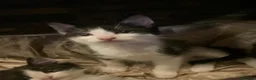 Mixed Breed cats for sale: Kittens for sale  - Advert 11