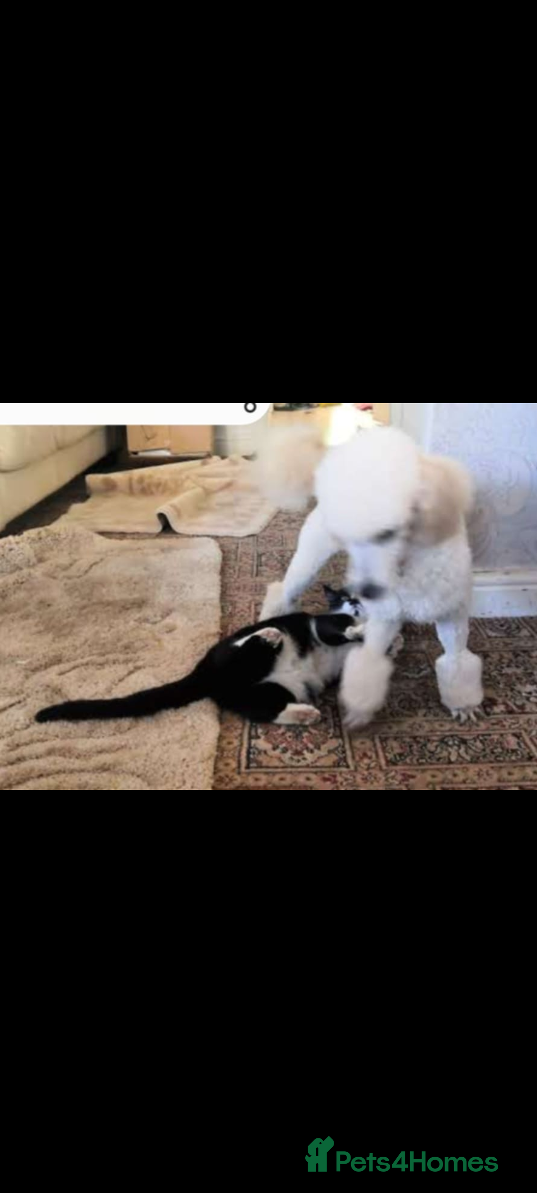 Miniature Poodle dogs for sale: Miniature poodle  - Image 19