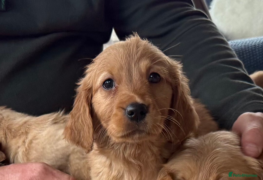 Golden Retriever dogs for sale: Golden retriever puppies - Image 2