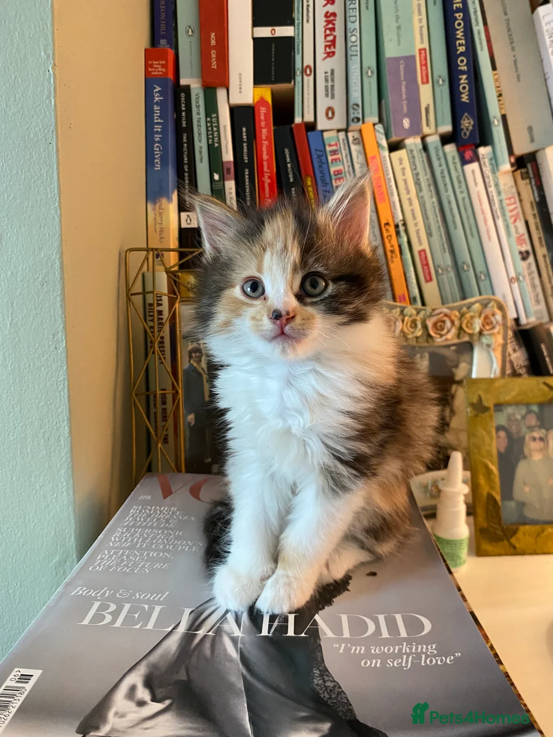 British Longhair cats for sale: 3 British Longhairs  in Liverpool - Advert 2