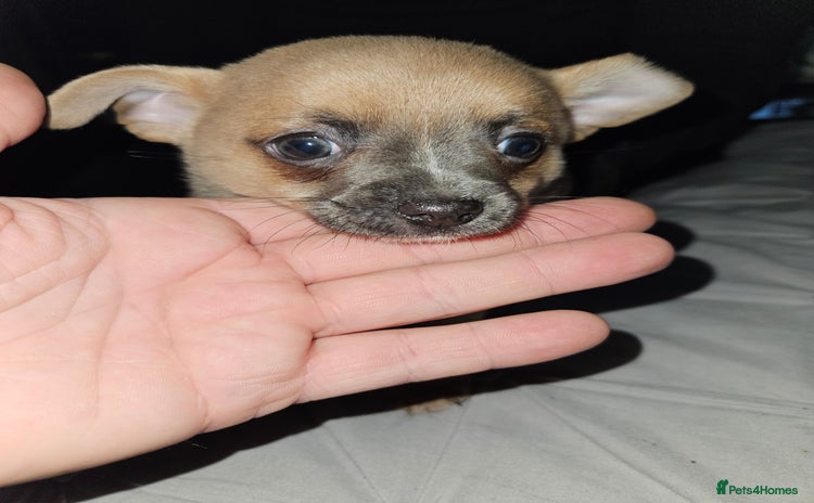 Chug dogs Beautiful chugs for sale  - Advert 1