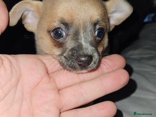 Chug dogs Beautiful chugs for sale - Advert 1