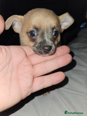 Chug dogs Beautiful chugs for sale - Advert 2