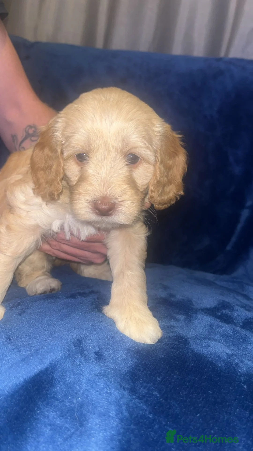 Cockapoo dogs for stud: Proven F1 cockerpoo for Stud in Sutton-in-Ashfield - Advert 20