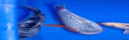 Koi Carp fish for sale: Small Medium & Large Koi Pond Fish in Chorley Carp - Advert 9