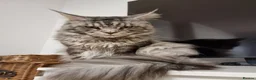 Maine Coon cats for sale: TICA Registered Maine Coon Kittens–Russian Line🐾 - Advert 3