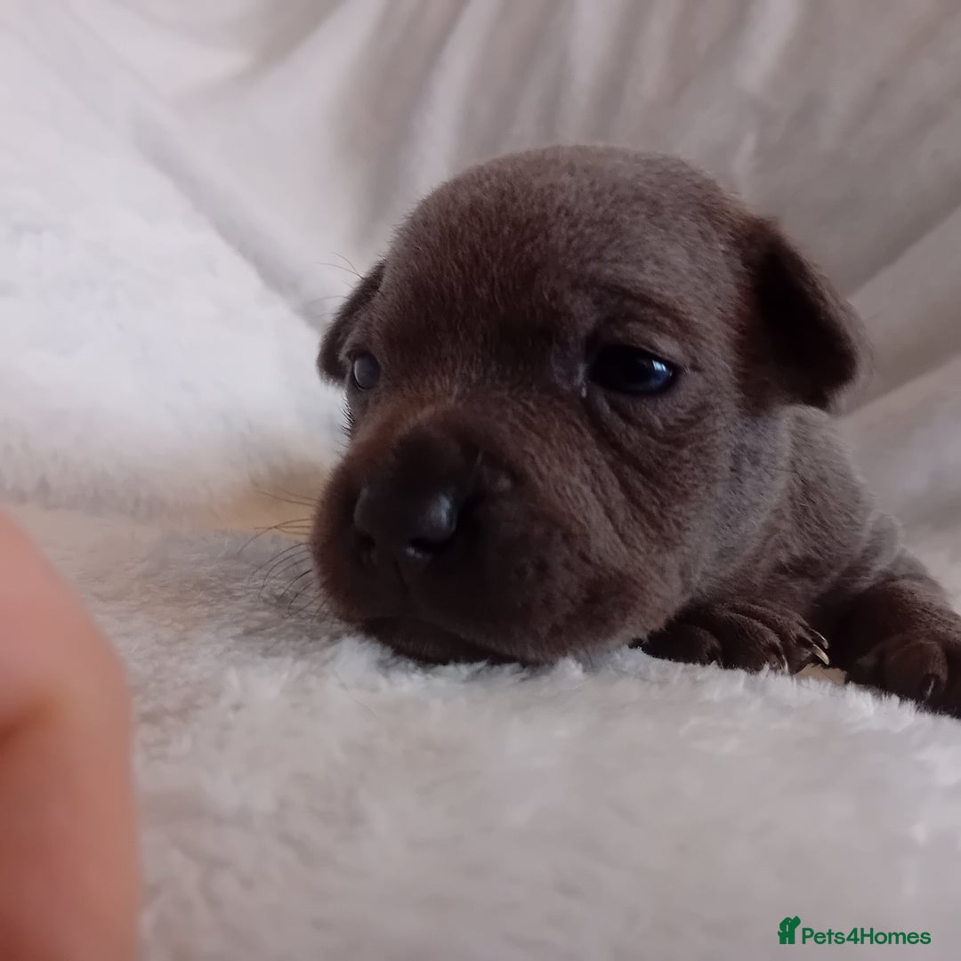 Staffordshire Bull Terrier dogs for sale: Staffordshire bull terrier pups  - Advert 9