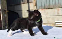 Mixed Breed cats for sale: 5 Mixed Kittens Ready In 2 Weeks - Image 11