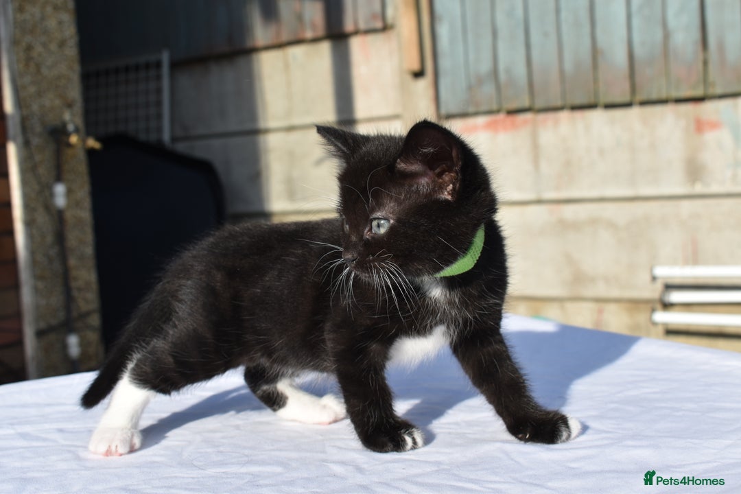 Mixed Breed cats for sale: 5 Mixed Kittens Ready In 2 Weeks - Image 11