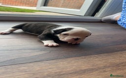 Alapaha Blue Blood Bulldog dogs for sale: IABBR registered Alapaha Blue Blood Bulldogs - Image 12