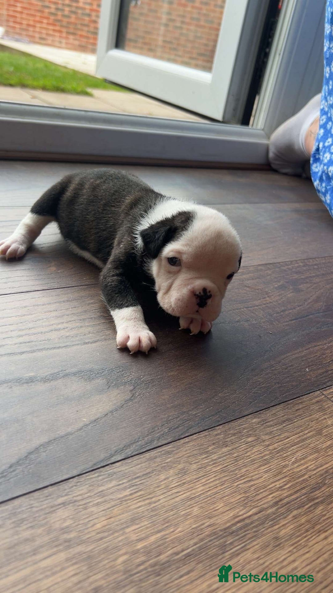 Alapaha Blue Blood Bulldog dogs for sale: IABBR registered Alapaha Blue Blood Bulldogs - Image 12