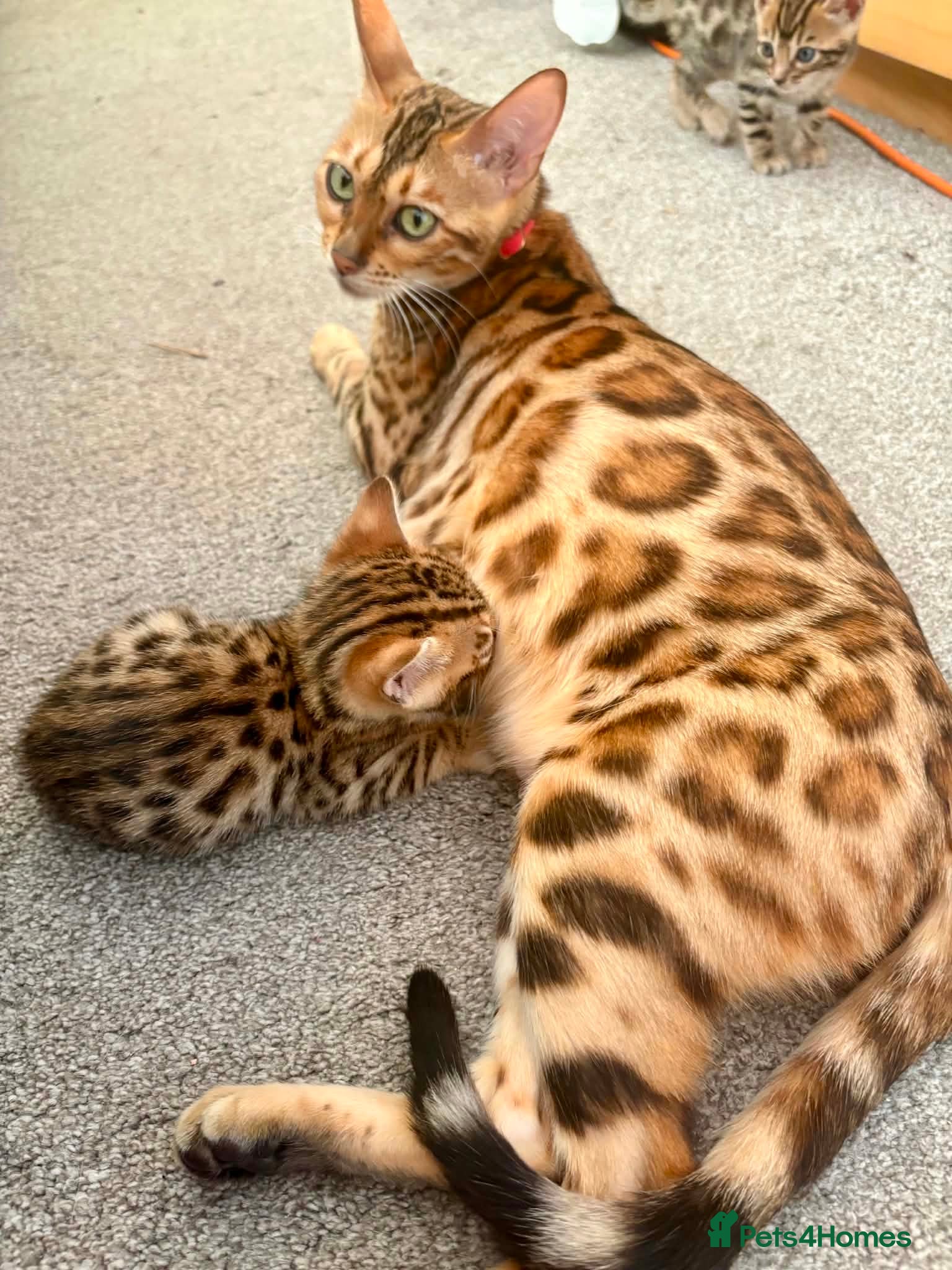Bengal cats Amazing Bengal Kittens for sale  - Advert 2