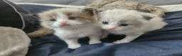 Ragdoll cats for sale: Gorgeous bicolour ragdolls  - Advert 6