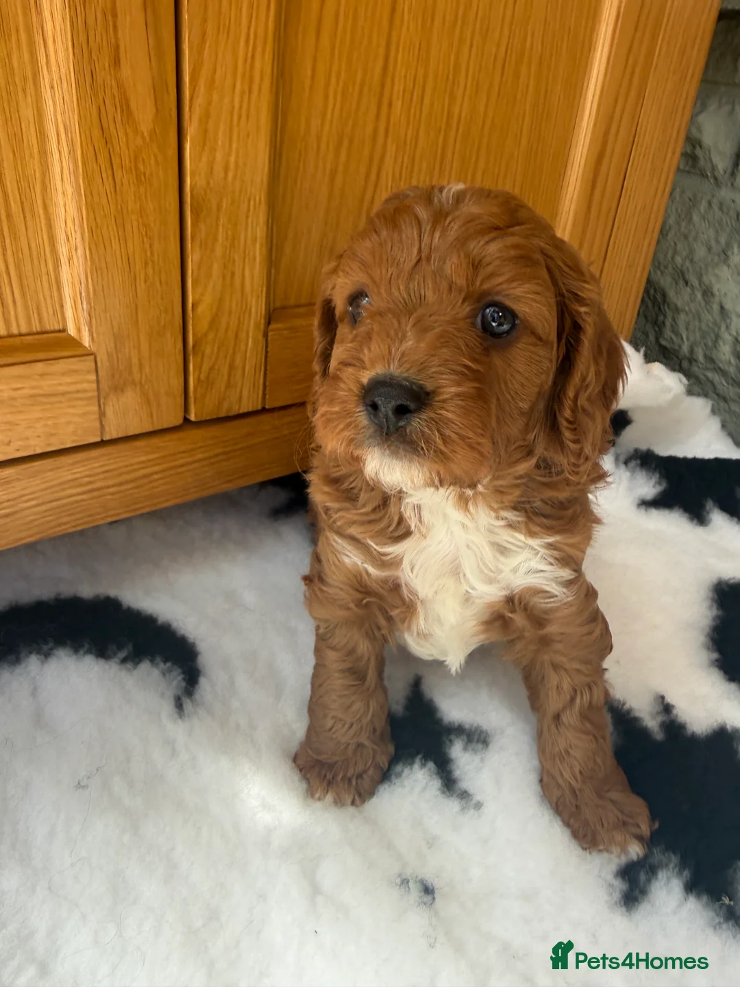 Cavapoo dogs for sale: Extensively Health Tested Red Cavapoos - Advert 14