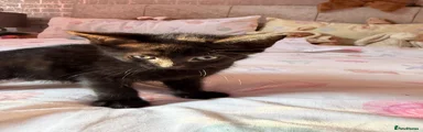 Mixed Breed 2