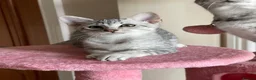 Egyptian Mau cats for sale: GCCF registered pedigree Egyptian Mau kittens - Advert 5