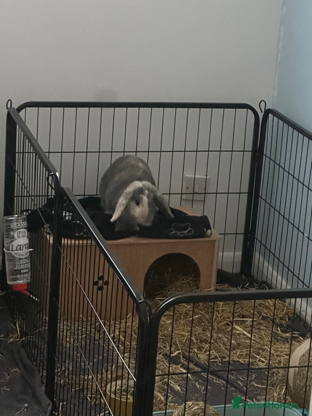 Mini Lop rabbits for sale: Male rabbit for sale - Advert 1