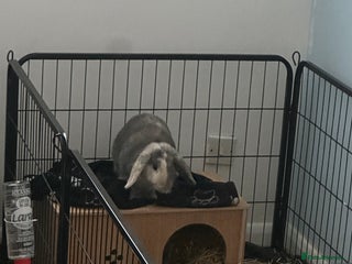 Mini Lop rabbits Male rabbit for sale - Advert 1
