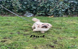 Shorkie dogs for sale: 9 stunning shorkie puppies - Image 25