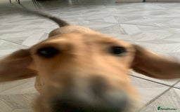 Miniature Dachshund dogs for sale: Kevin needs a new home  - Image 6