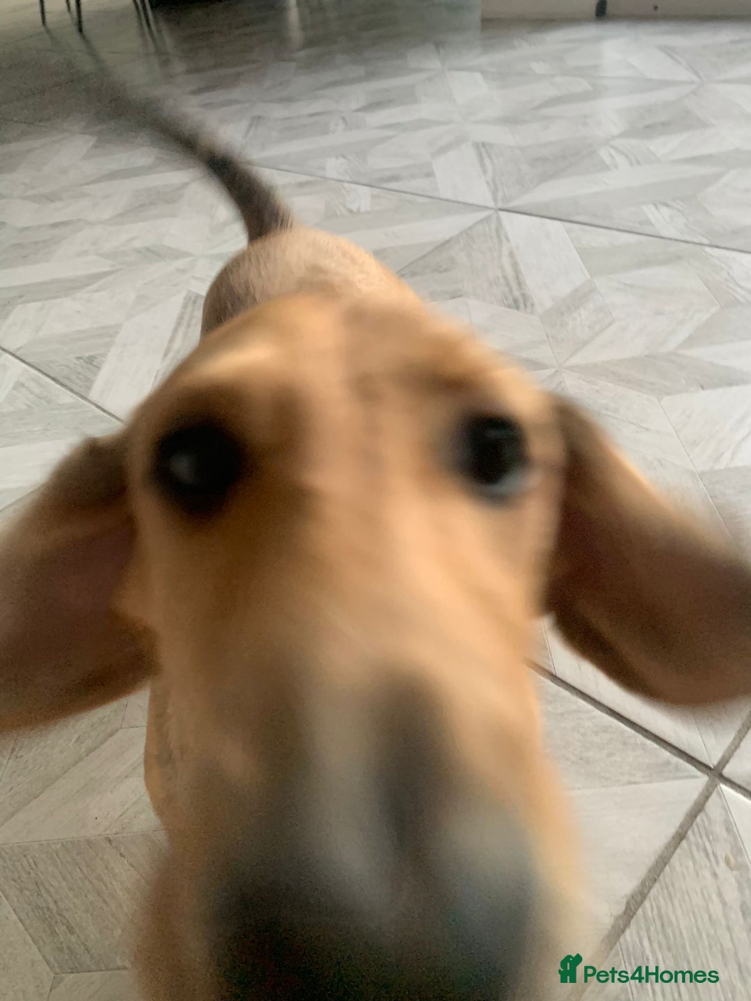 Miniature Dachshund dogs for sale: Kevin needs a new home  - Image 6
