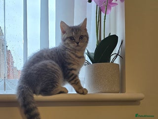 Scottish Fold cats - Advert 27