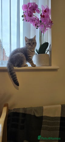 Scottish Fold cats - Advert 2