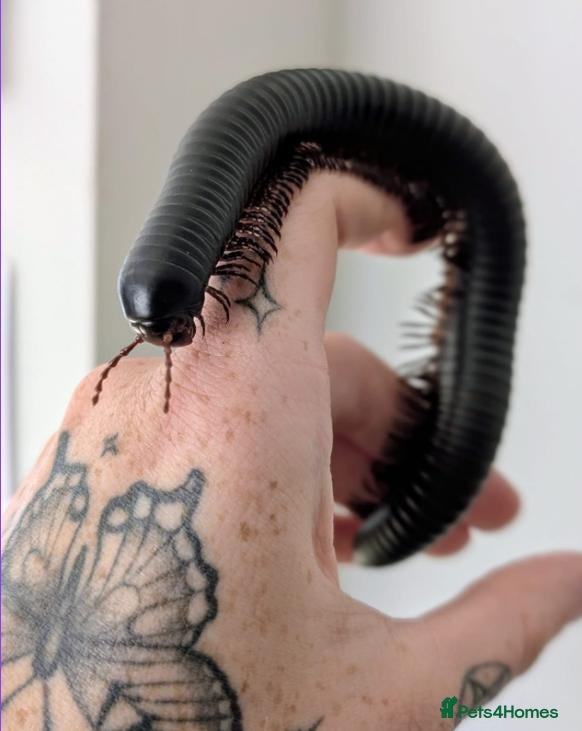 Millipedes invertebrates Giant Millipede for sale with encloser included  - Advert 1