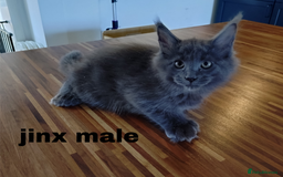 Maine Coon cats for sale: Polydactyl Russian blue Maine coon kittens  - Image 3