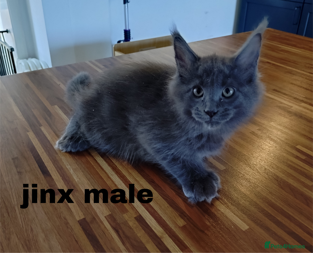 Maine Coon cats for sale: Polydactyl Russian blue Maine coon kittens  - Image 3
