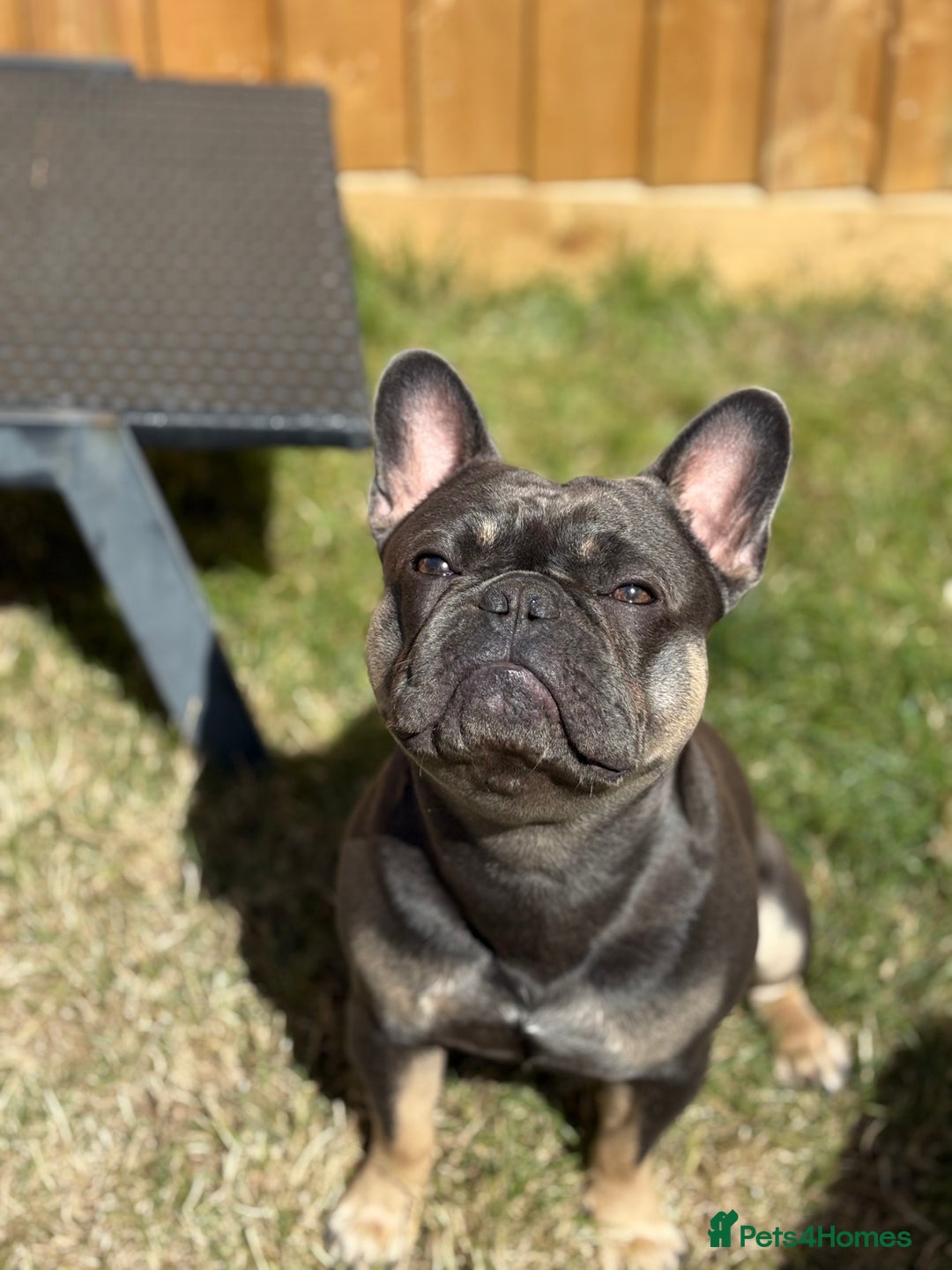 French Bulldog dogs for sale: French bulldog Male - Advert 5