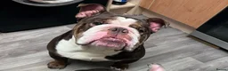 English Bulldog dogs for sale: Chocolate & White Bulldog & Blue Merle  - Advert 5