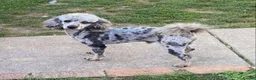 Cockapoo dogs for sale: Beautiful f1b cockapoos  - Advert 3