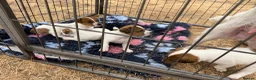 Jack Russell dogs for sale: Jack Russell Puppies - Advert 3