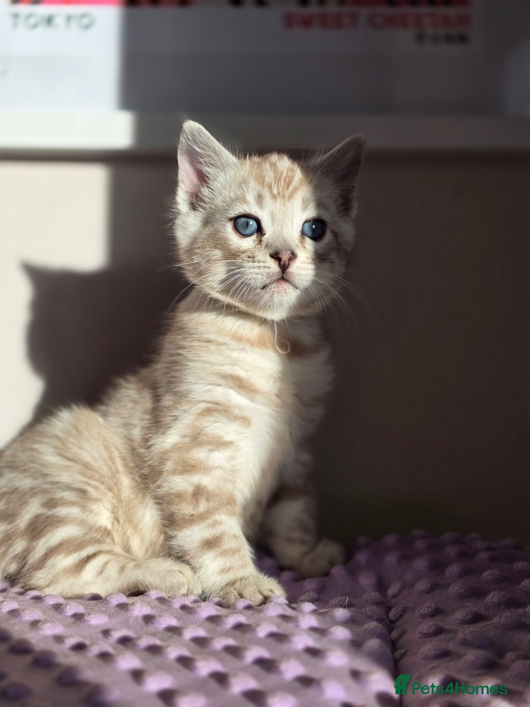 Bengal cats for sale: ❄️ Gorgeous Snow and Charcoal Bengals ❄️  - Advert 35