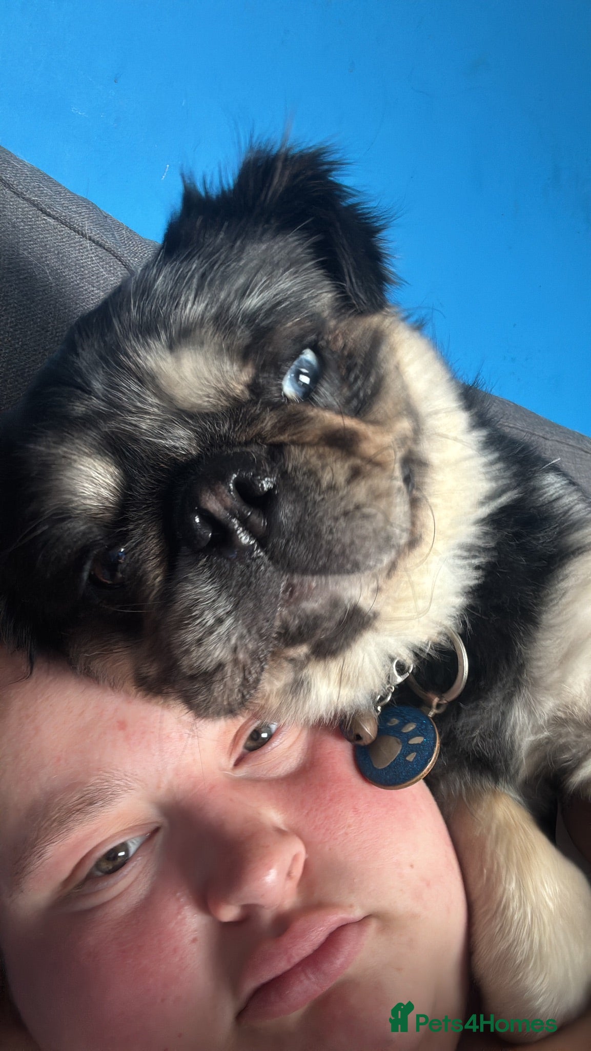 Pug dogs Bobby - Advert 1
