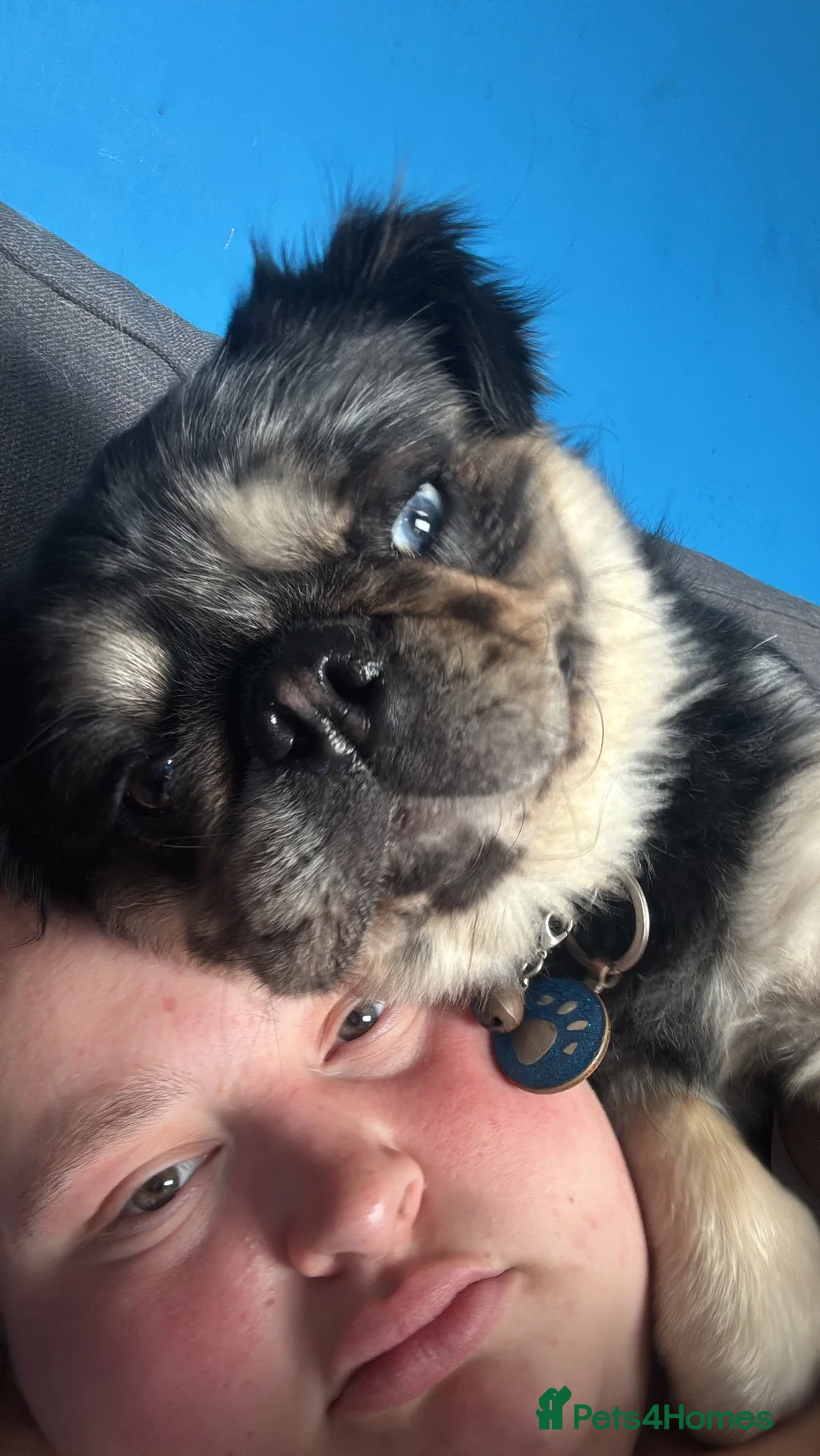 Pug dogs for sale: Bobby - Advert 1