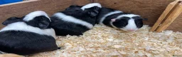 Guinea Pig rodents for sale: Dutch male/boar guinea pigs  - Advert 8