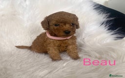 Miniature Poodle dogs for sale: Gorgeous Red Minature Poodles Puppies  - Image 28