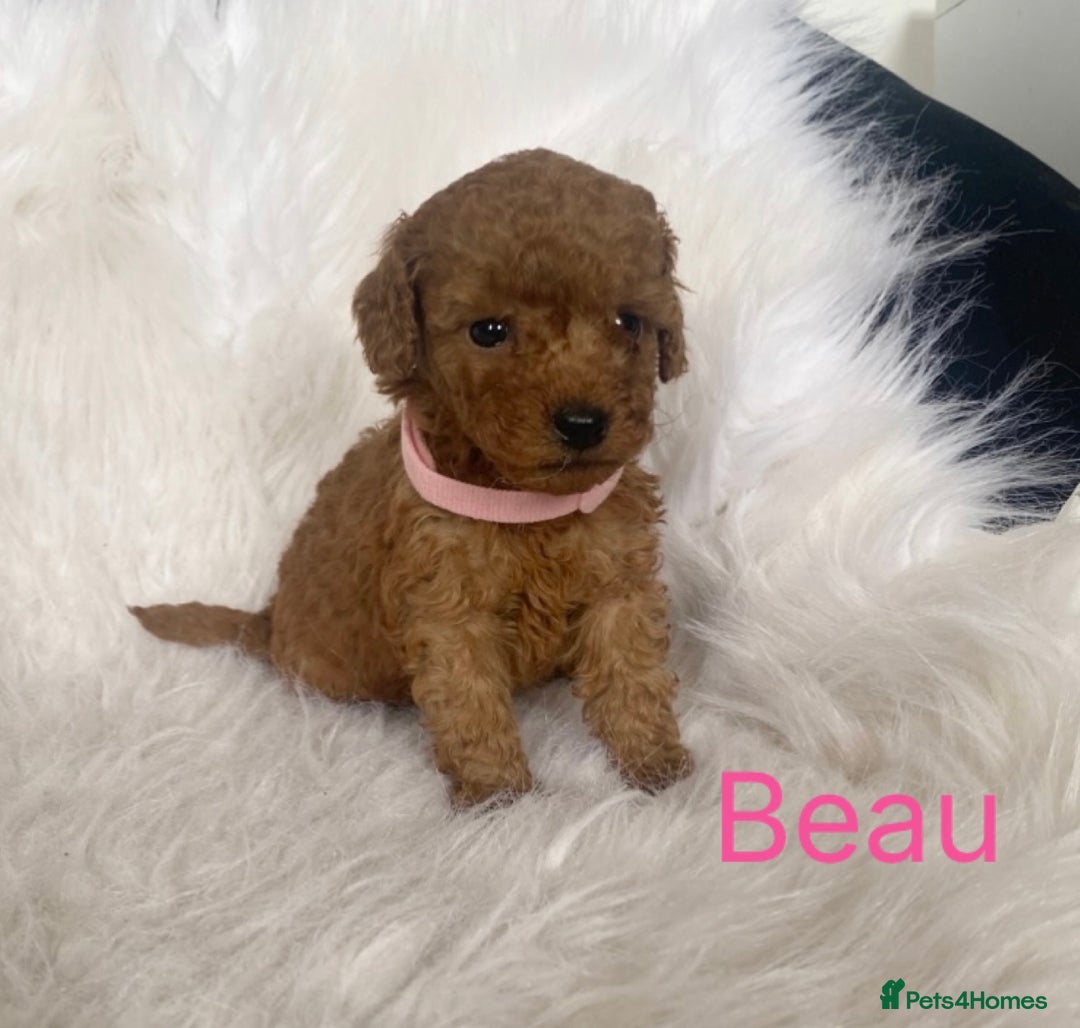 Miniature Poodle dogs for sale: Gorgeous Red Minature Poodles Puppies  - Image 28
